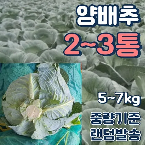 알뜰농장 고랭지 아삭아삭 싱싱 야채 최상품 양배추 2~4통사이 랜덤발송(4~6kg)