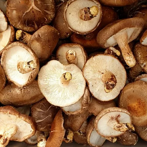 국내산 알뜰형 표고버섯 2kg